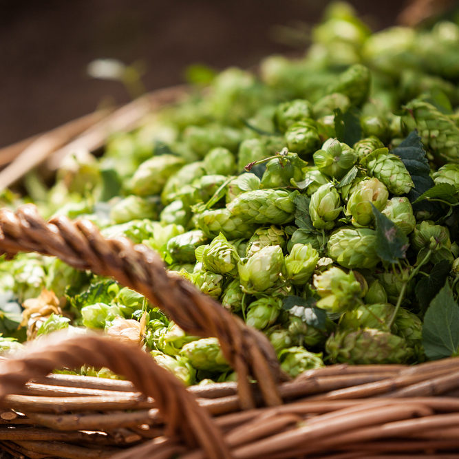 shutterstock_208083997