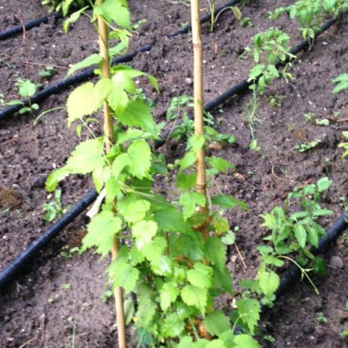 Gyimesi-Zsuzsa-1100×700