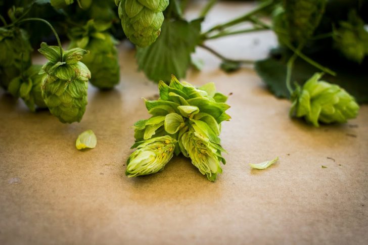 hopcone
