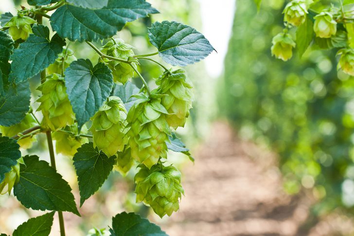hops