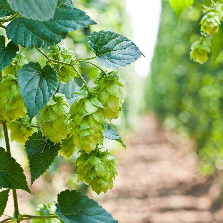 hops