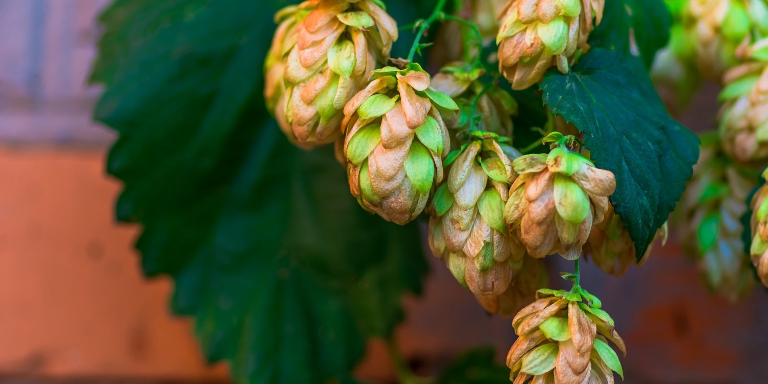 Golden Green hop cones in good weather hanging on a branch