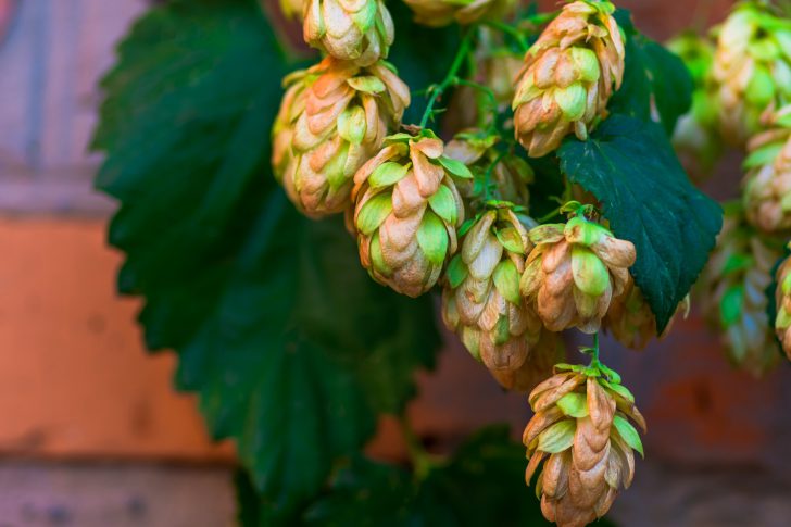 Golden Green hop cones in good weather hanging on a branch